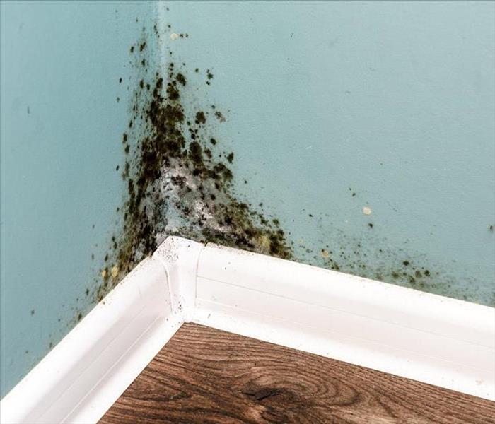 Mold Present in Property
